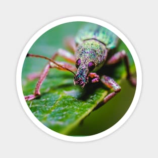 Little Green Leaf Weevil Macro Photography Magnet